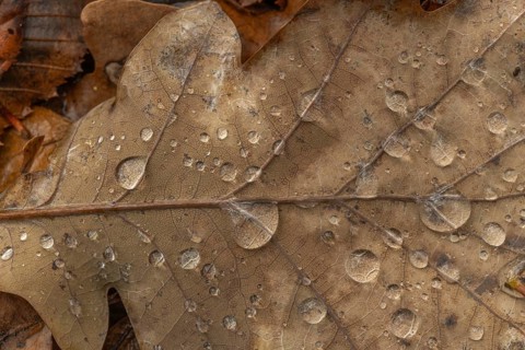 A leaf with water droplets lies on the floor. The leaf is brown and the water droplets are clear.