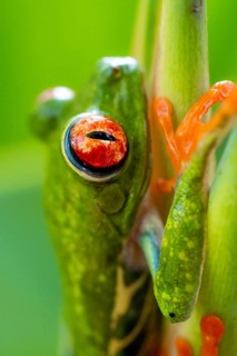 Red-eyed tree frog (Agalychnis callidryas), detail, sitting on a stem, Heredia province, Costa