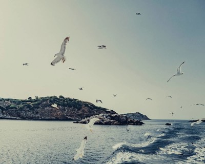 Seagulls off the coast of the Greek island of Skiathos, Greece, Europe