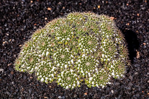 2016, Raimund Franken, Model Release:Not, Property Release: Not Guatiza, Lanzarote, Jardin de