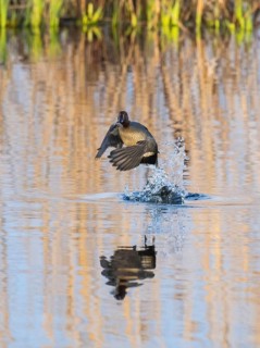 Krickente (Anas crecca), erwachsenes Männchen im Flug, Abflug vom Wasser, auf der Insel Texel,
