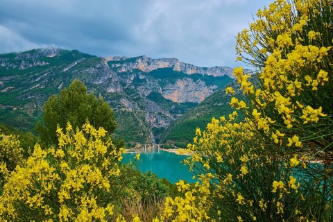 Mountain landscape with the reservoir Lac de Sainte-Croix, surrounded by flowering rushes (Spartium