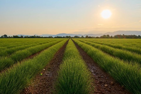 A wide lavender field (Lavandula), at sunrise, mountains in the background, summer, Valensole,