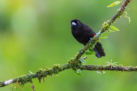 Flame tanager (Pamphecelus passerinii), tanager (Thraupidae), Costa Rica, Central America