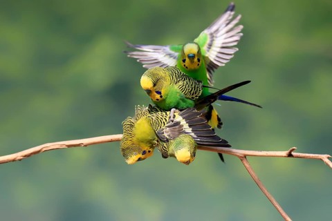 Budgerigar (Melopsittacus undulatus), adult, group, male, female, in perch, mating, social