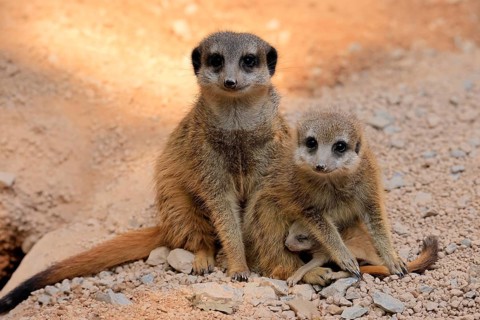 Tiger nut (Suricata suricatta), adult, two adults, juvenile, newborn, baby, social behaviour