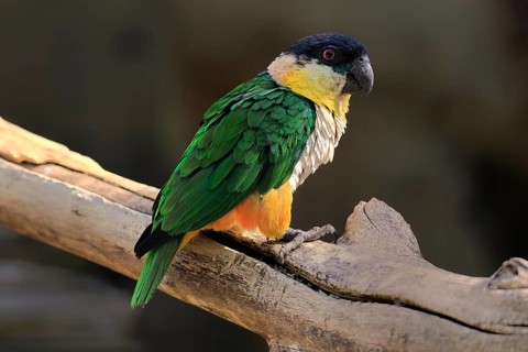 Green-winged Parrot (Pionites melanocephalus), adult, Waiting, alert, curious, Northern South