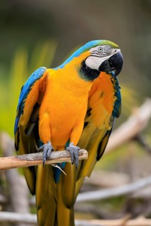 Yellow-breasted Macaw (Ara ararauna), adult, on wait, South America