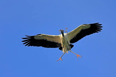 Wood stork (Mycteria americana), adult, flying, nesting material, St. Augustine, Florida, USA,