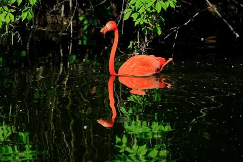 Cuban Flamingo (Phoenicopterus ruber), Red Flamingo, adult, in the water, foraging, captive, South