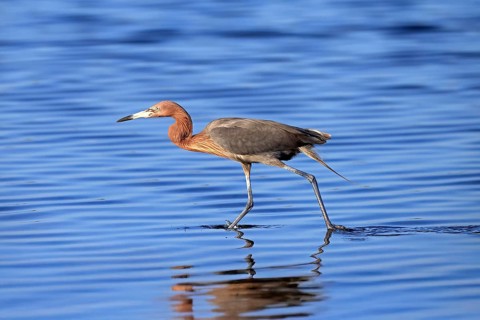 Reddish Egret (Egretta rufescens), adult, in water, foraging, hunting, alert, Merritt Island, Black