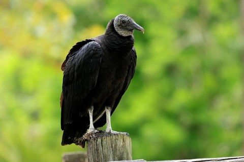 Raven Vulture (Coragyps atratus), adult, alert, perch, Orlando, Florida, USA, North America