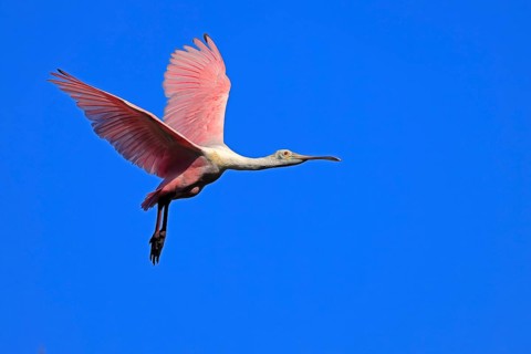Roseate spoonbill (Platalea ajaja), adult, flying, St. Augustine, Florida, North America, USA,