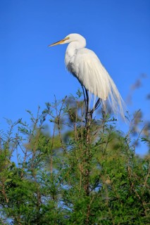 Great Egret (Ardea alba), adult, breeding plumage, decorative feathers, perch, St. Augustine,