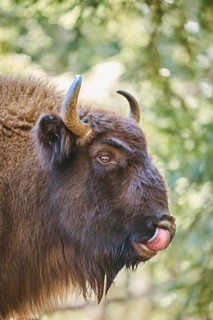 European bison (Bison bonasus) portrait in a forest in spring, Bavarian Forest, Germany, Europe