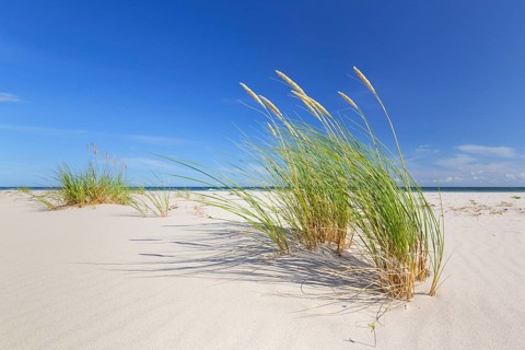 Marram grass, European beachgrass (Calamagrostis arenaria, Ammophila arenaria) in the dunes along