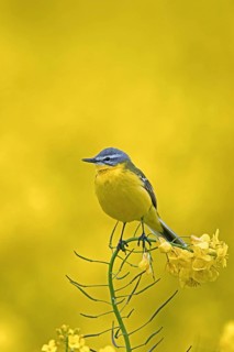 Blue-headed wagtail (Motacilla flava flava) male perched in yellow rape field, rapefield flowering