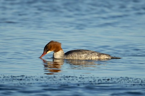 Goosander (Mergus merganser) adult female bird feeding on a lake, England, United Kingdom, Europe