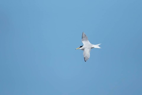 Little tern (Sternula albifrons) adult bird flying in the summer, England, United Kingdom, Europe