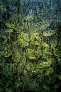 Plants and green leaves behind glass in greenhouse, structure, background, flora, art, texture,