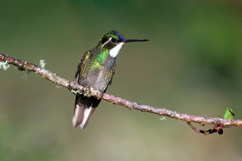 White-throated Mountain-gem (Lampornis castaneoventris) on a branch, Costa Rica, Central America