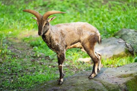 Bharal (Pseudois nayaur), standing on a rock, Bavaria, Germany, Europe