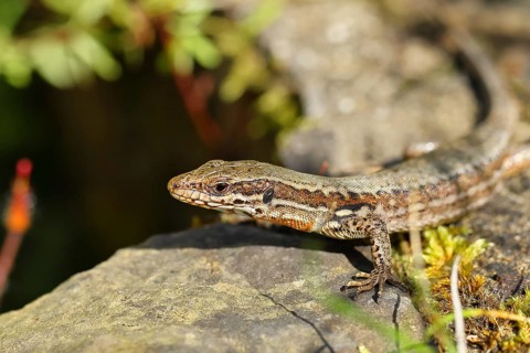 Wall lizard (Podarcis muralis), European wall lizard, in a vineyard, portrait, reptiles, animals,