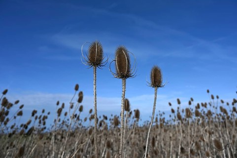 Field with Wild teasels (Dipsacus fullonum), blue sky, Bavaria, Germany, Europe