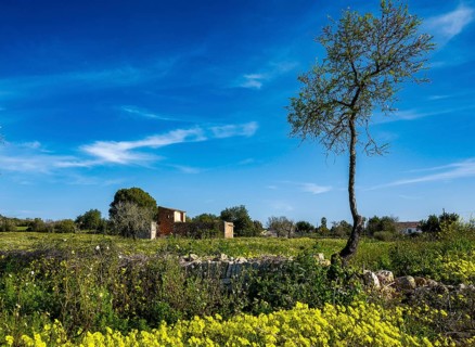 Landscape and nature in February, Majorca, Spain, Europe