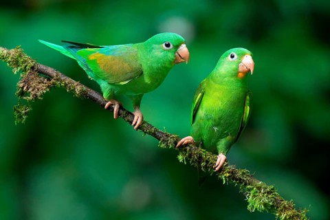 Two Orange-chinned Parakeets (Brotogeris jugularis) sitting on a branch, Costa Rica, Central