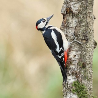 Great spotted woodpecker (Dendrocopos major) male foraging on the trunk of a grey birch (Betula