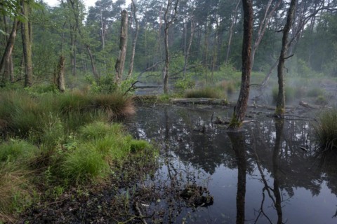 Landslide area, edge area in the forest, bank, at sunrise, Bottrop, Ruhr area, North