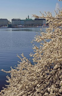Hamburg, Alster, Frühling, Japanische Blütenkirsche