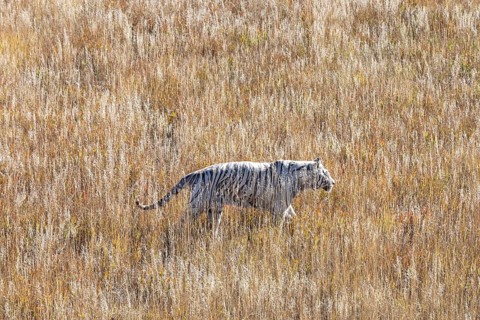 Keenesburg, Colorado, A white tiger at the Wild Animal Sanctuary, a nonprofit that rescues animals