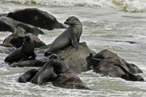 Brown fur seal (Arctocephalus pusillus pusillus) on rocks in Cape fur seal colony, Cape Cross,