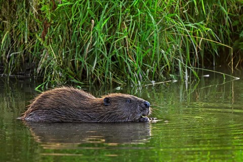 Eurasian beaver, European beaver (Castor fiber) eating water plant along reed bed, reedbed in