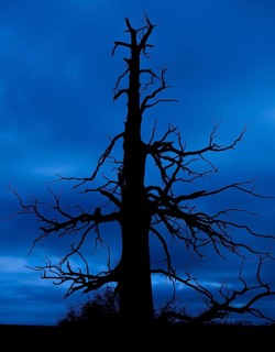 Eerie silhouette of dead sweet chestnut tree at Château d'Hougoumont, battle scarred during 1815