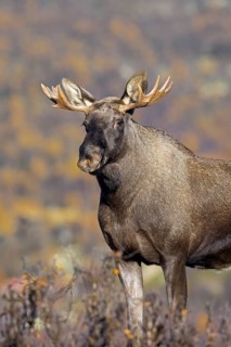 Moose, elk (Alces alces), young bull, male with small antlers foraging on the tundra in autumn,