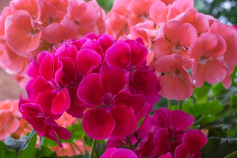 Geranium blossoms, Pelargonium, Palatinate, Rhineland-Palatinate, Germany, Europe