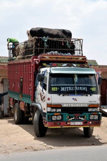 Cattle truck with cows and sheep on the roof, Morocco, Africa