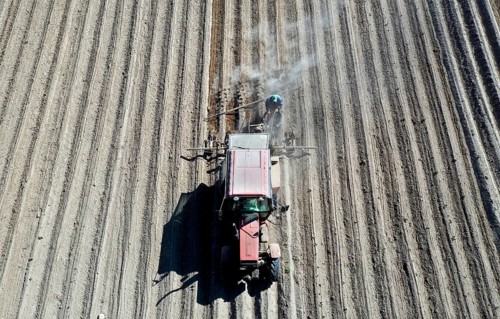 Tractor dragging a plume of dust behind it while working a potato field, Münchenberge, 20/05/2020