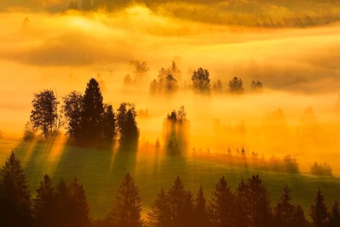 Fog and forest at the Rothenthurm high moor, Canton Schwyz, Switzerland, Europe