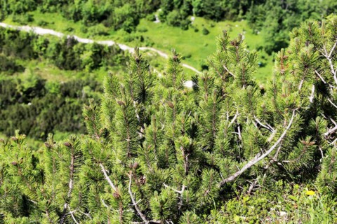 Mountain pine (Pinus mugo)