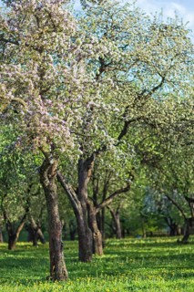 Blooming apple trees in spring park