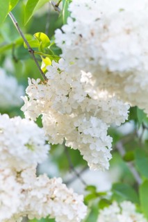 Blooming lilac in the botanical garden in spring