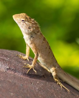 Lizard on the rust metal surface against green background
