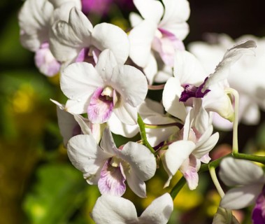 White with purple orchid flowers in the botanical garden