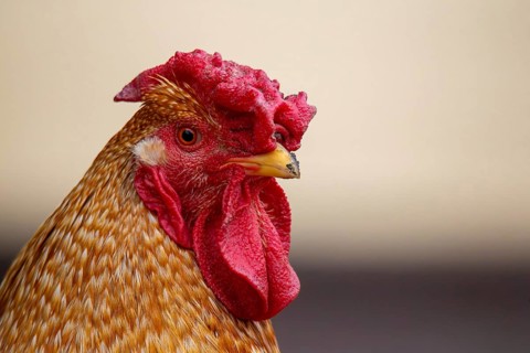Close-up of a cockerel