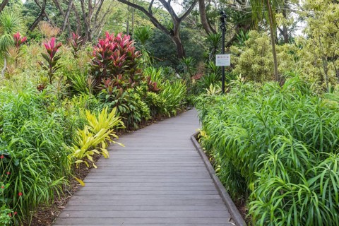 Wooden garden path with purple flowering plants in botanical garden