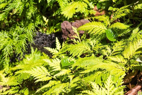 Ornamental plants in the botanical garden in Singapore